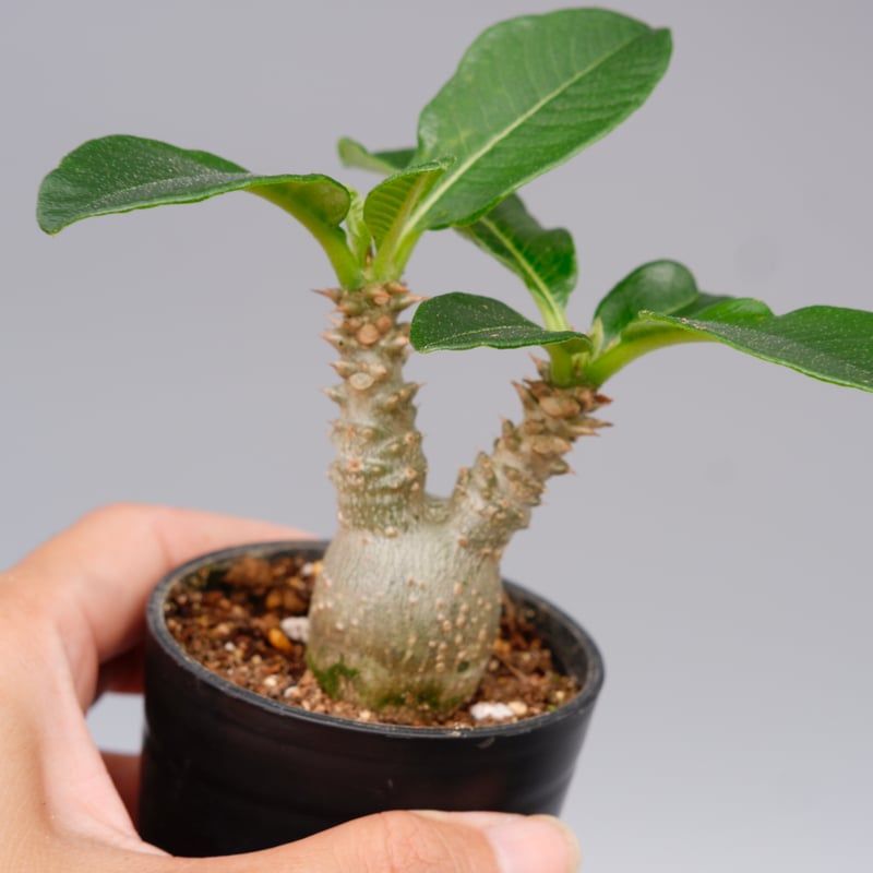 パキポディウムウィンゾリー パキポディウム・ウィンゾリー | 多肉植物・特別な鉢の販売