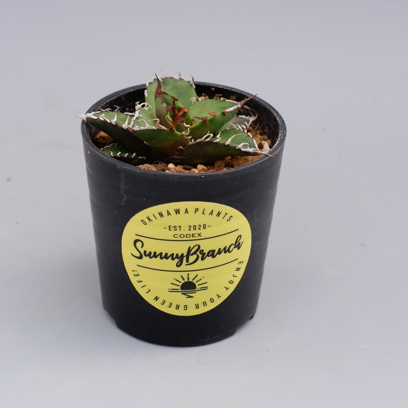 アガベ チタノタ シーザー Agave titanota caesar 096 | Sunny