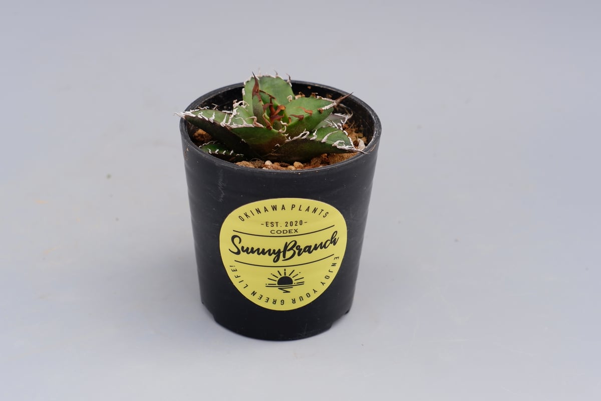 アガベ チタノタ シーザー Agave titanota caesar 096 | Sunny