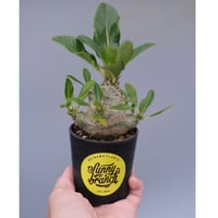 パキポディウム ウィンゾリー 実生株 057 Pachypodium windsorii |