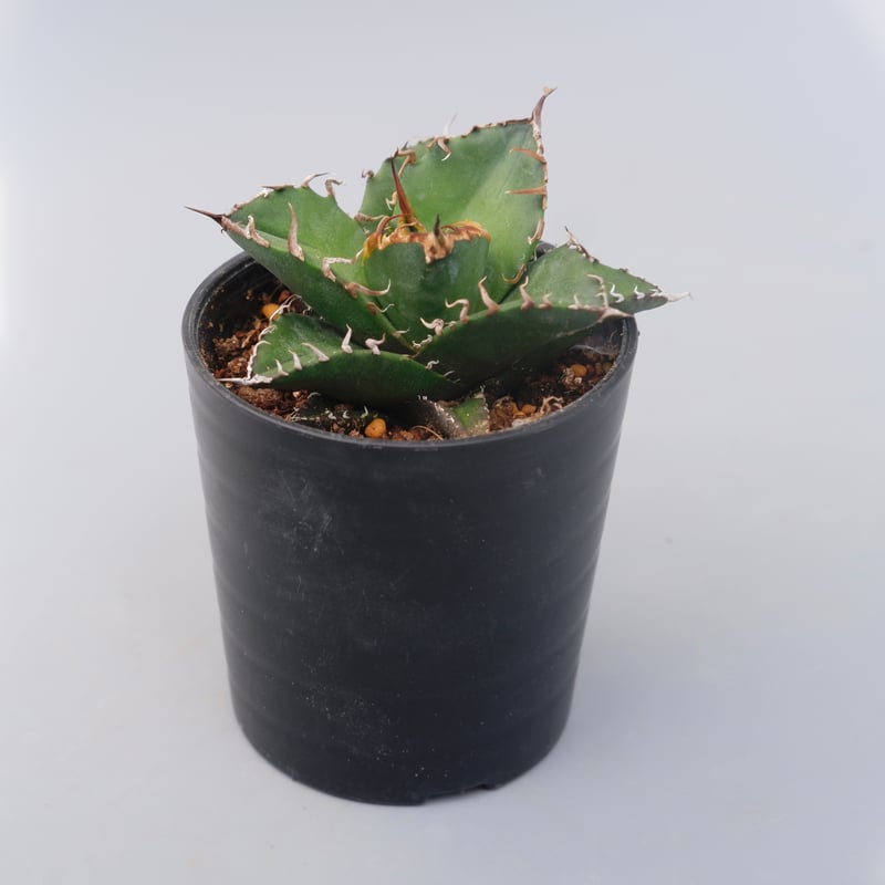 アガベ チタノタ シーザー Agave titanota caesar 115 | Sunny