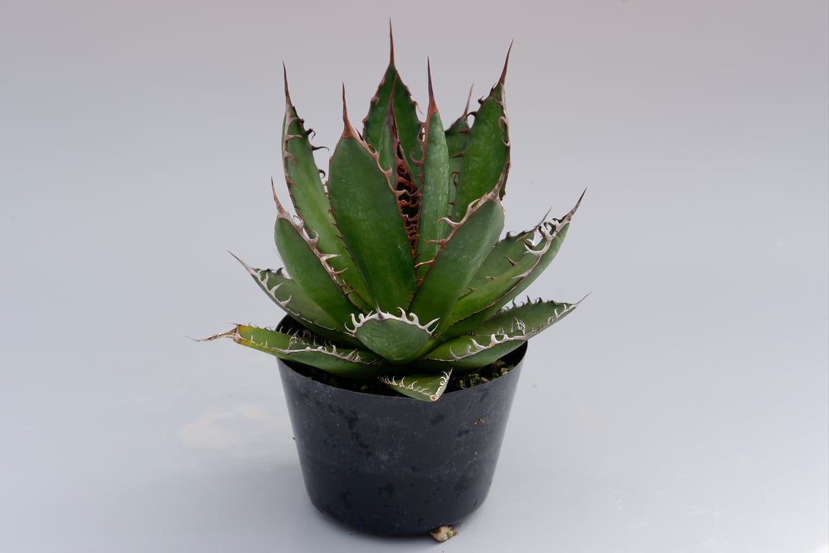 アガベ ホリダ 032 Agave horrida 強棘 | Sunny Branch