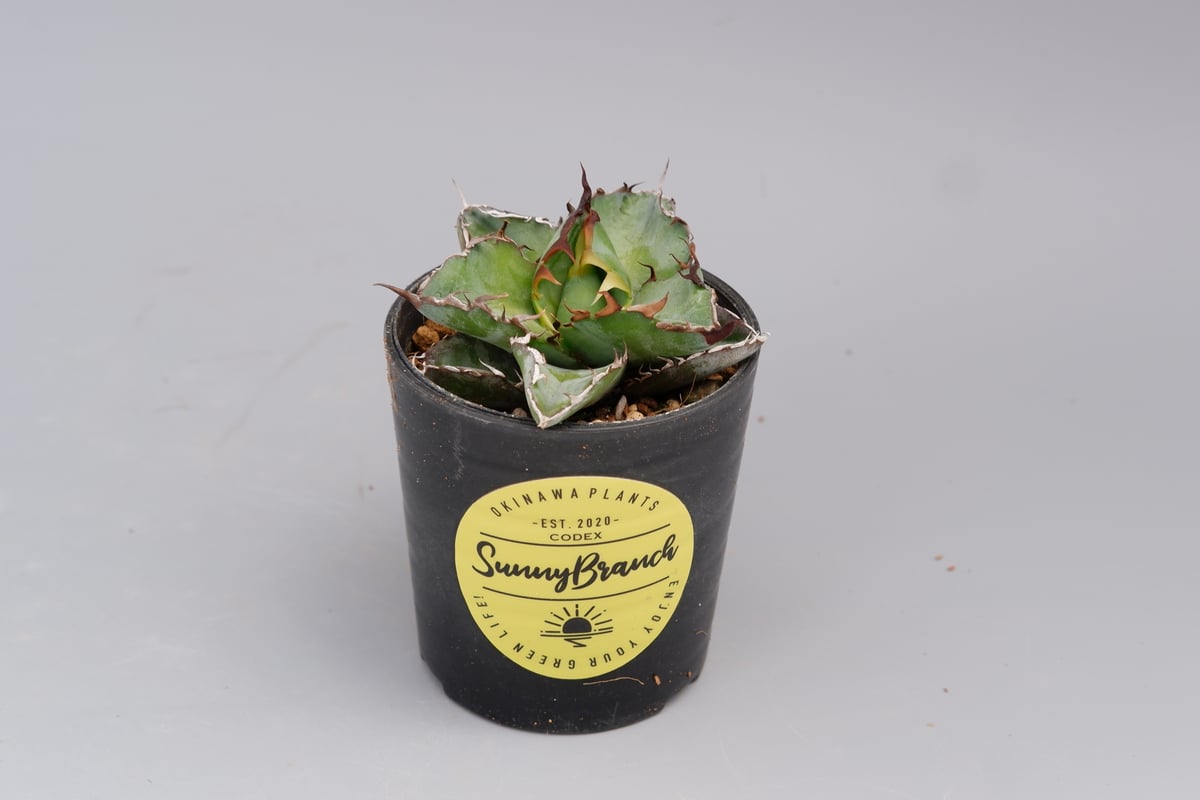 アガベ Agave titanota BB アガベ チタノタ ブラックアンドブルー Agave titanota BB 071 | Sun