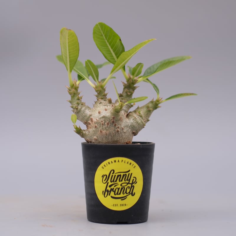 パキポディウム ウィンゾリー 実生株 101 Pachypodium windsorii |