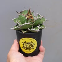 アガベ チタノタ シーザー 子株付き Agave titanota caesar 109 |