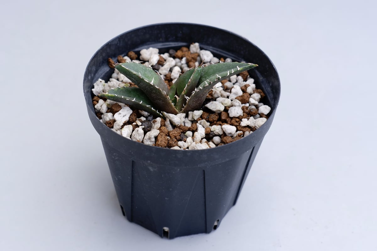 アガベ チタノタ 白鯨 030 Agave titanota white whale | Su