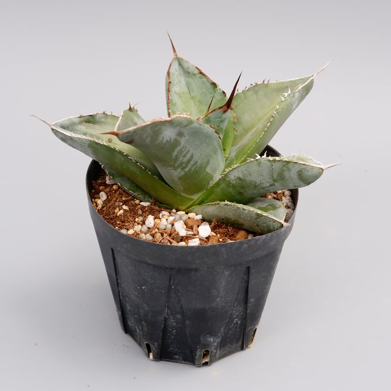 アガベ チタノタ ホワイトアイス Agave titanota whiteice 018 |