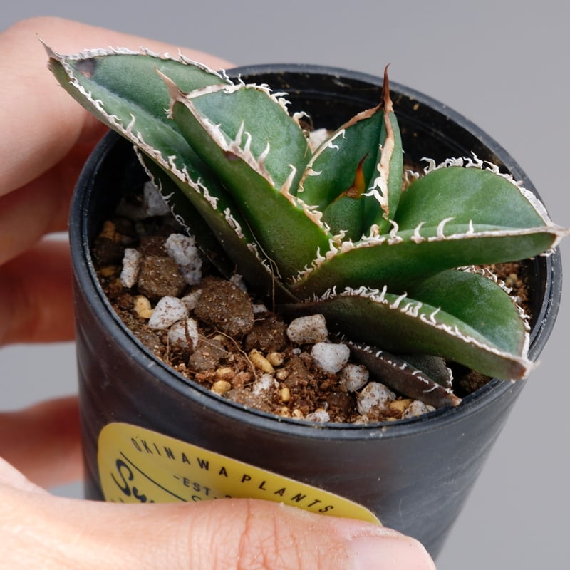 アガベ チタノタ 白鯨 Agave titanota white whale 133 | Su
