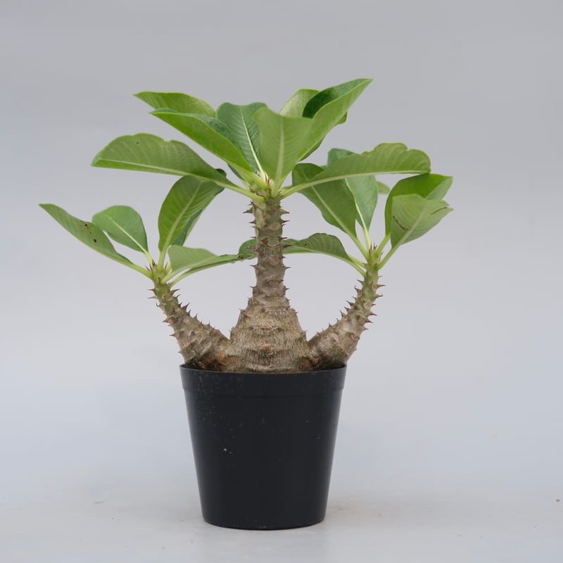パキポディウム ウィンゾリー 実生株 077 Pachypodium windsorii |