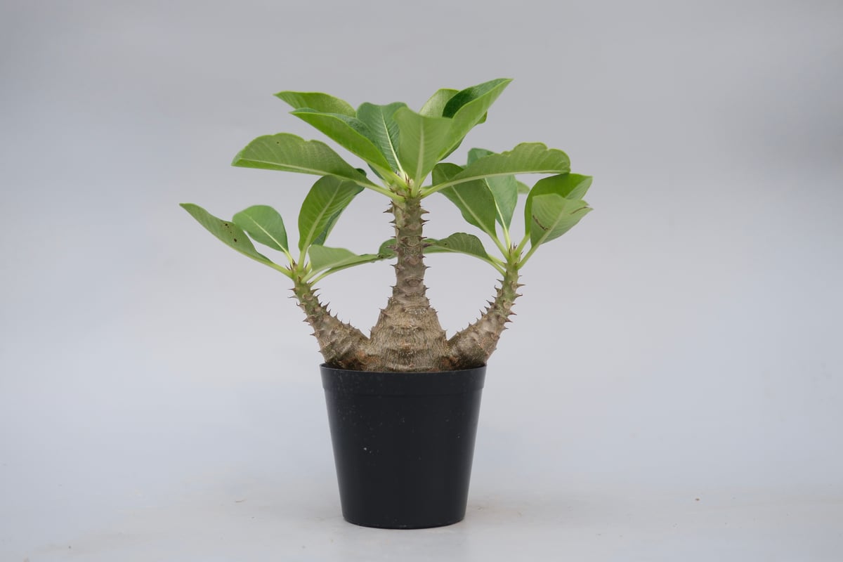 パキポディウム ウィンゾリー 実生株 077 Pachypodium windsorii |