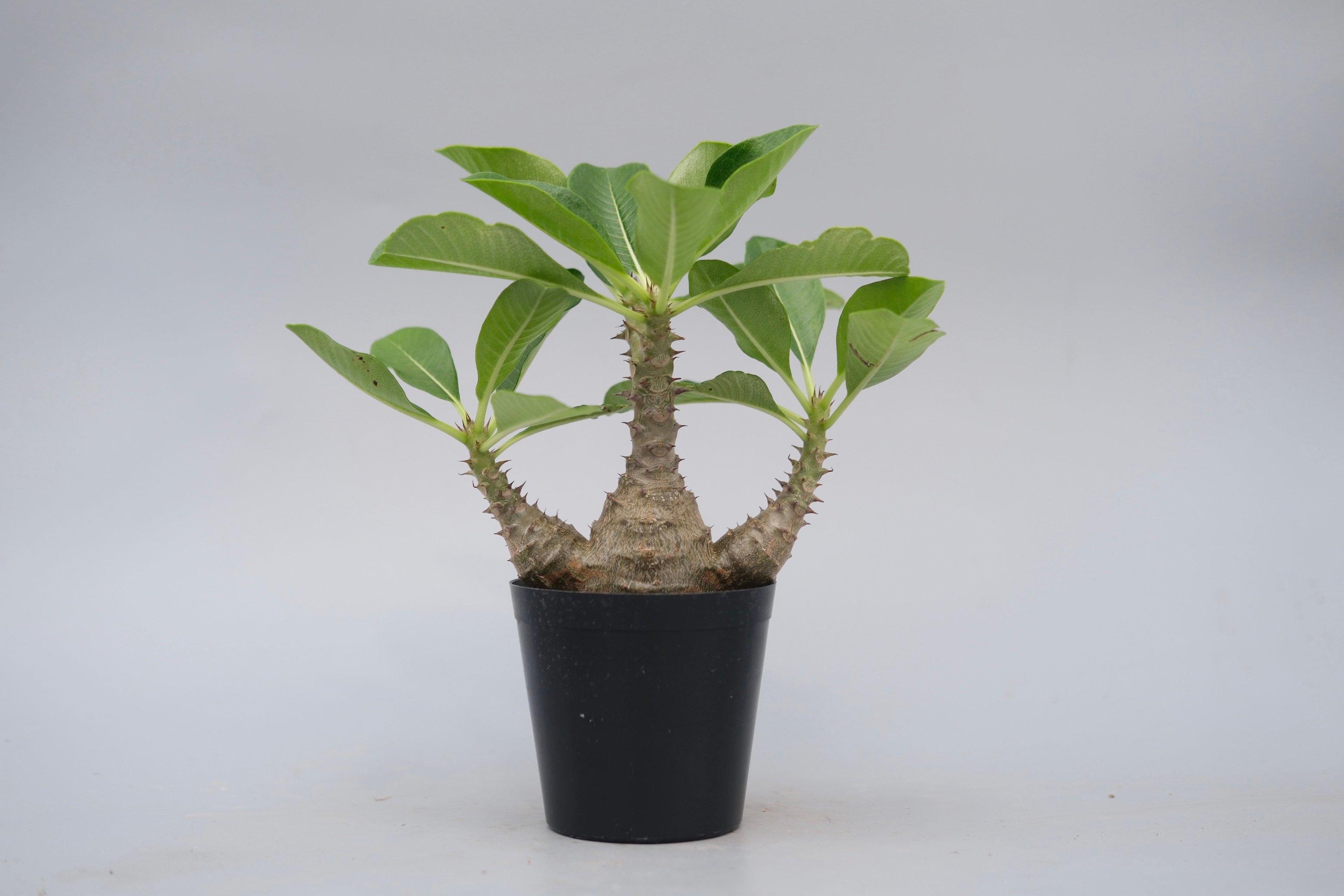 パキポディウム ウィンゾリー 実生株 077 Pachypodium windsorii |