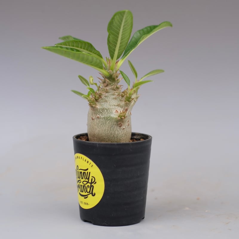 じぇむさんウィンゾリー パキポディウム ウィンゾリー 実生株 112 Pachypodium windsorii |