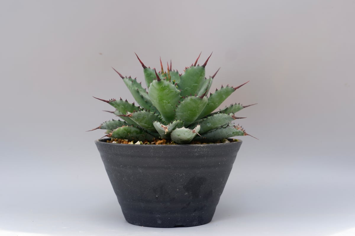 【良苗】アガベ 曲刺八雷（八荒殿×雷神 ）八荒雷神　匿名配送可能 曲刺八雷（八荒殿×雷神 Agave macroacantha × potatorum）八荒雷神