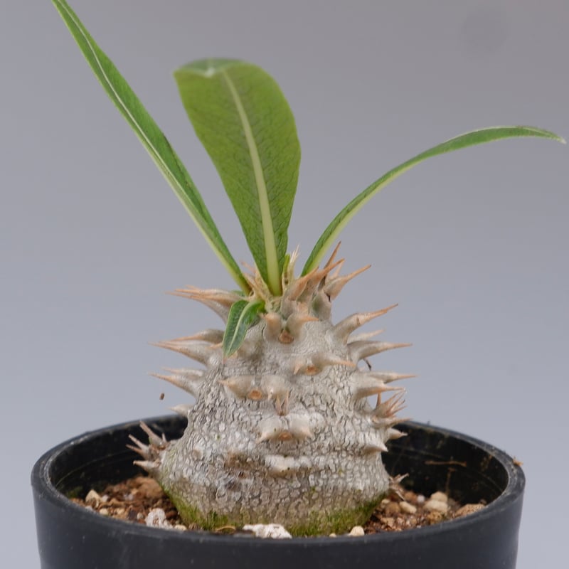 パキポディウム ロスラーツム 実生株 010 Pachypodium rosulatum v