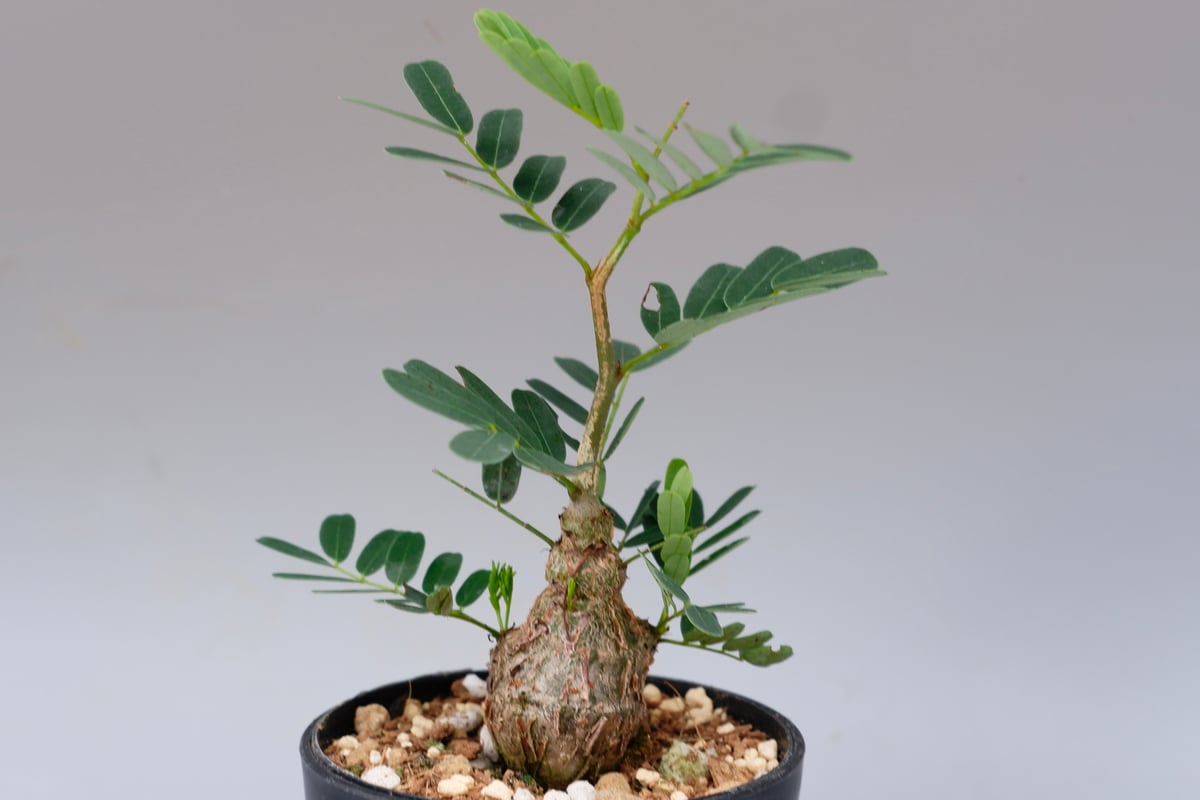 センナ メリディオナリス 実生株 Senna meridionalis 005 | Sunny