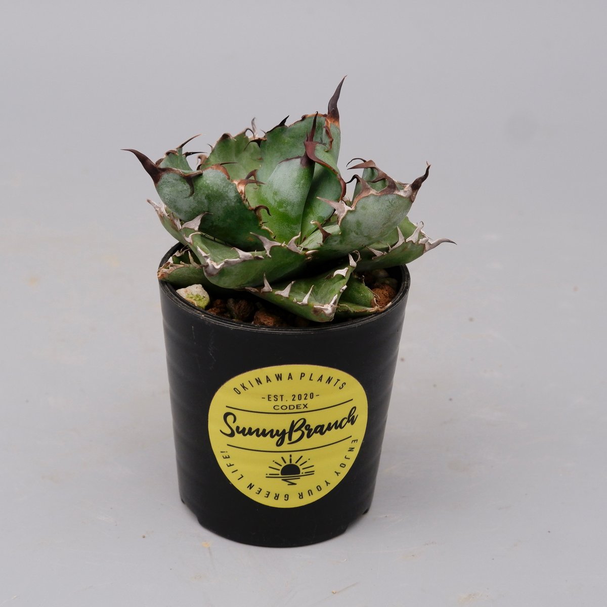 アガベ チタノタ ブラックアンドブルー Agave titanota BB 094 | Sun