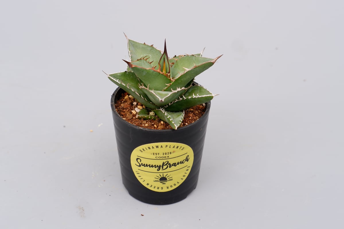 アガベ オテロイ 実生株 Agave oteroi seeding 074 | Sunny