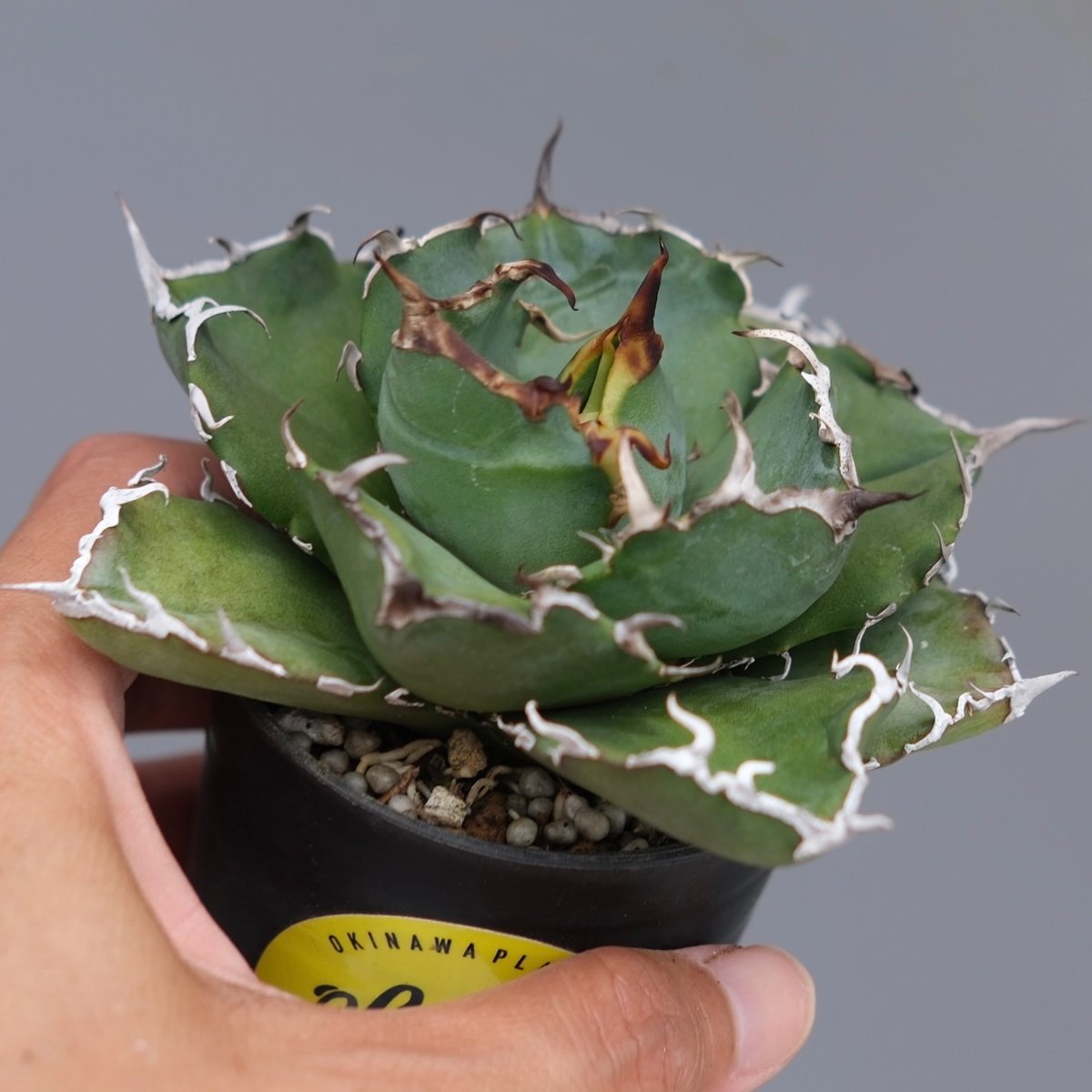 アガベ チタノタ 白鯨 Agave titanota white whale 222 | Su