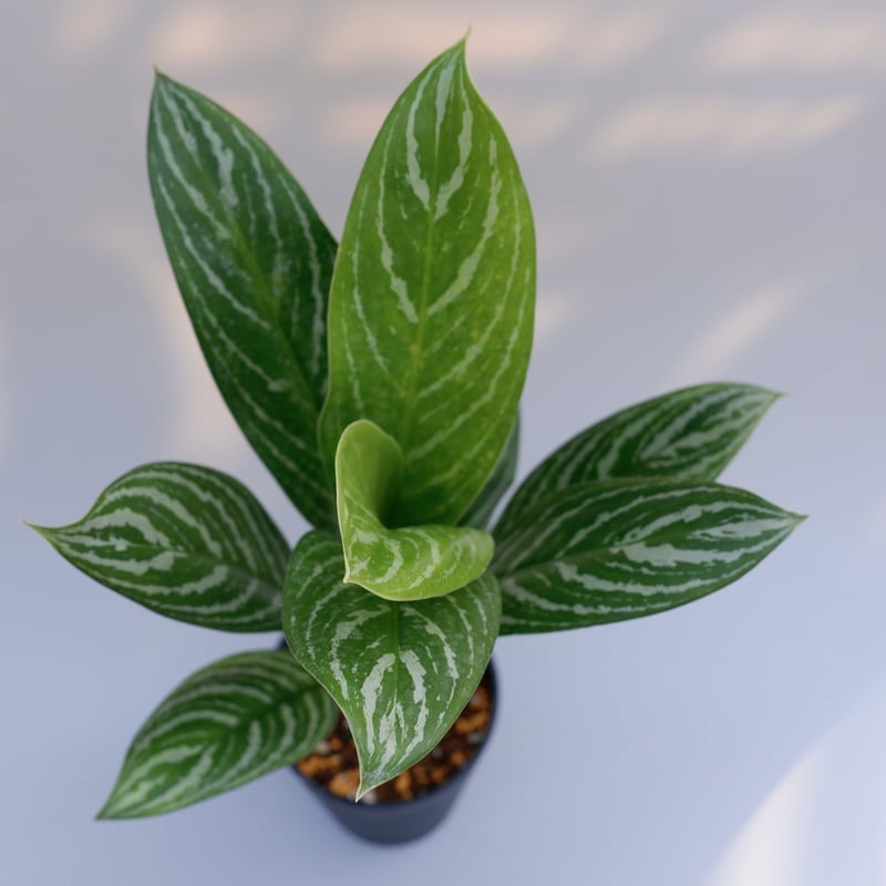 激レア　アグラオネマ　Aglaonema ゾリナ Zorina 激レア アグラオネマ Aglaonema ゾリナ Zorina