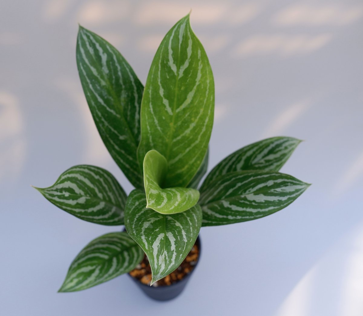 アグラオネマ　リリアン fit=scale-down,w=1200