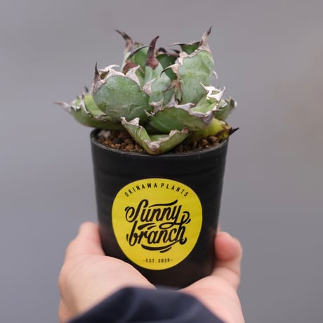 ブラックアンドブルー | STORES