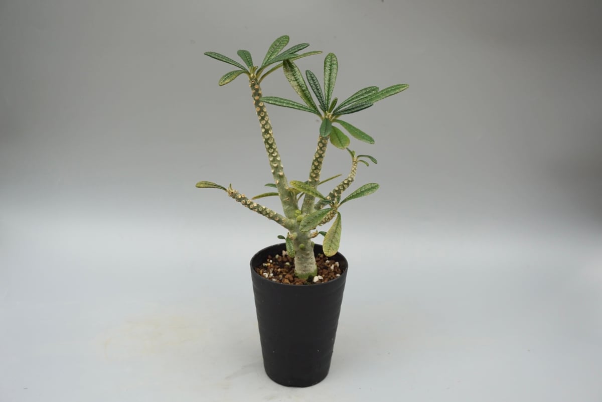 ドルステニア ギガス033 Dorstenia gigas | Sunny Branch