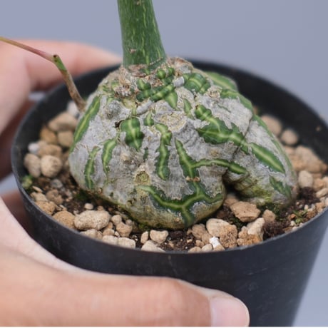 プセウド ボンバックス特大 プセウドボンバックス | STORES