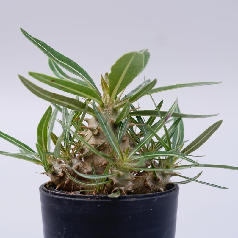 パキポディウム カクチペス 実生株 010 Pachypodium cactipes | Su