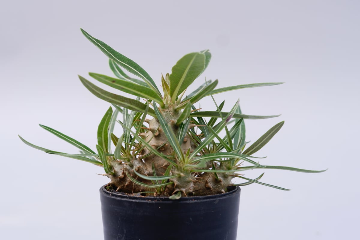 パキポディウム カクチペス 実生株 010 Pachypodium cactipes | Su
