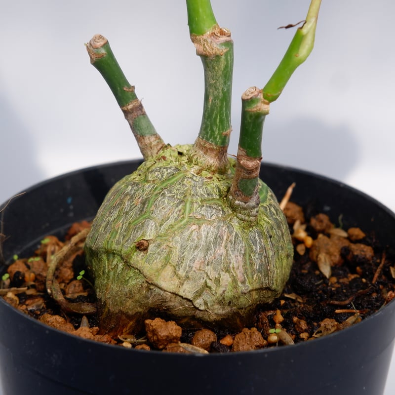 まんまる型 プセウド ボンバックス 028 Pseudobombax ellipticum