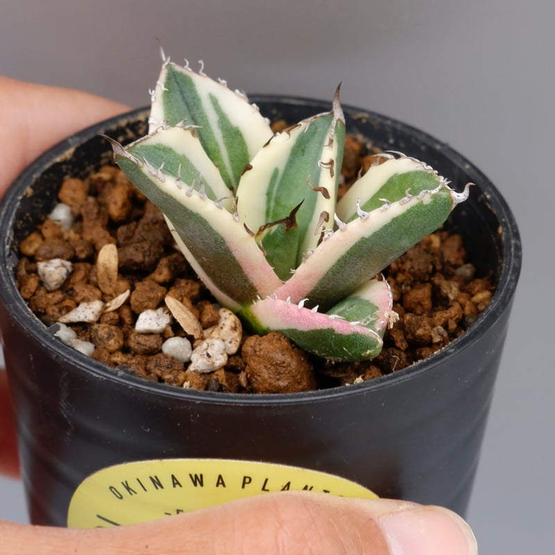 アガベ チタノタ スナグルトゥース Agave titanota Snaggle アガベ チタノタ スナグルトゥース Agave titanota Snaggle