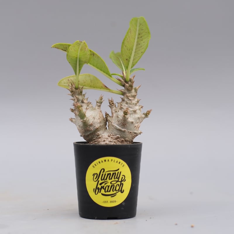 パキポディウム ウィンゾリー 実生 コレクション株 パキポディウム ウィンゾリー 【実生】GM2402207 | RAFLUM / ラフラム