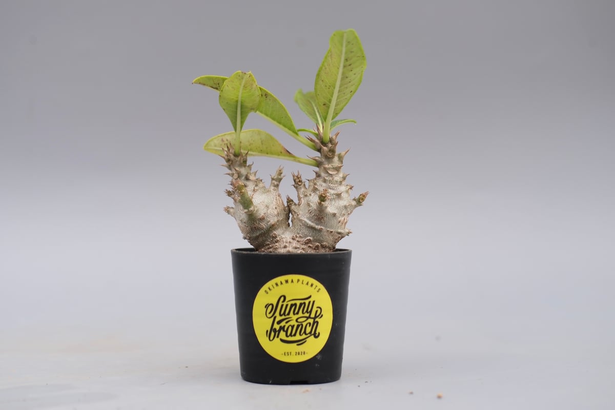 パキポディウム ウィンゾリー 実生株 117 Pachypodium windsorii |