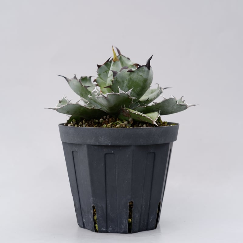 アガベ チタノタ ブラックアンドブルー Agave titanota BB 032 | Sun