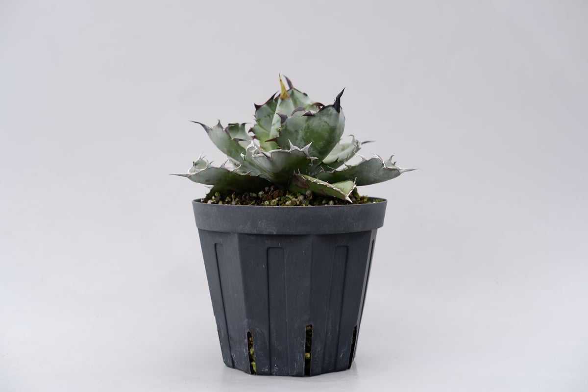 アガベ チタノタ ブラックアンドブルー Agave titanota BB 032 | Sun