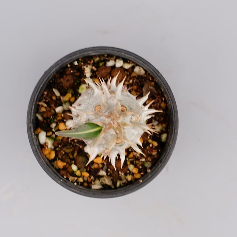 パキポディウム・ロスラーツム実生(群生株) パキポディウム ロスラーツム 実生株 007 Pachypodium rosulatum
