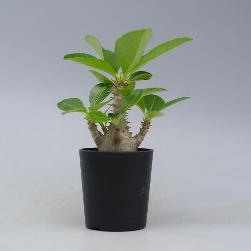 パキポディウム ウィンゾリー 実生株 054 Pachypodium windsorii |