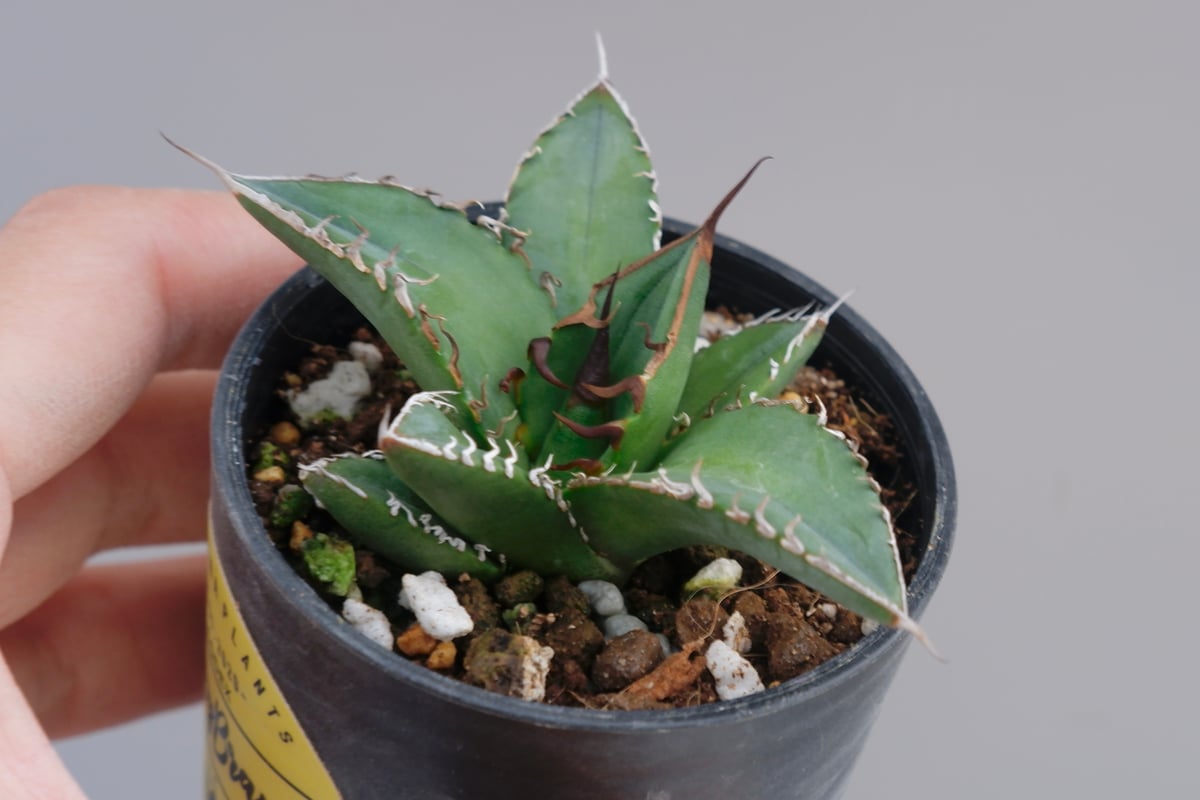 アガベ オテロイ 実生株 Agave oteroi seeding 077 | Sunny