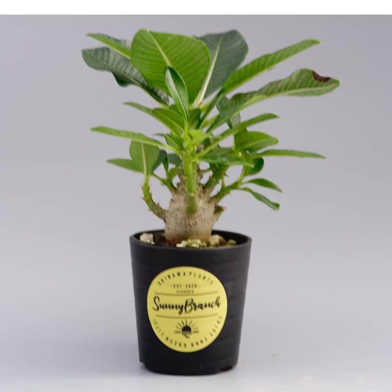 パキポディウム ウィンゾリー 009 Pachypodium windsorii | Sunn