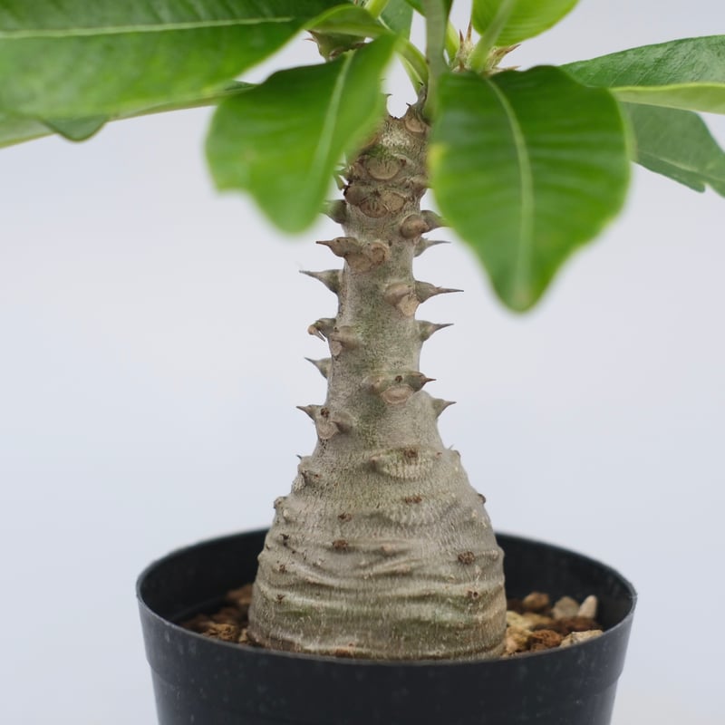 パキポディウム ウィンゾリー 実生株 076 Pachypodium windsorii |