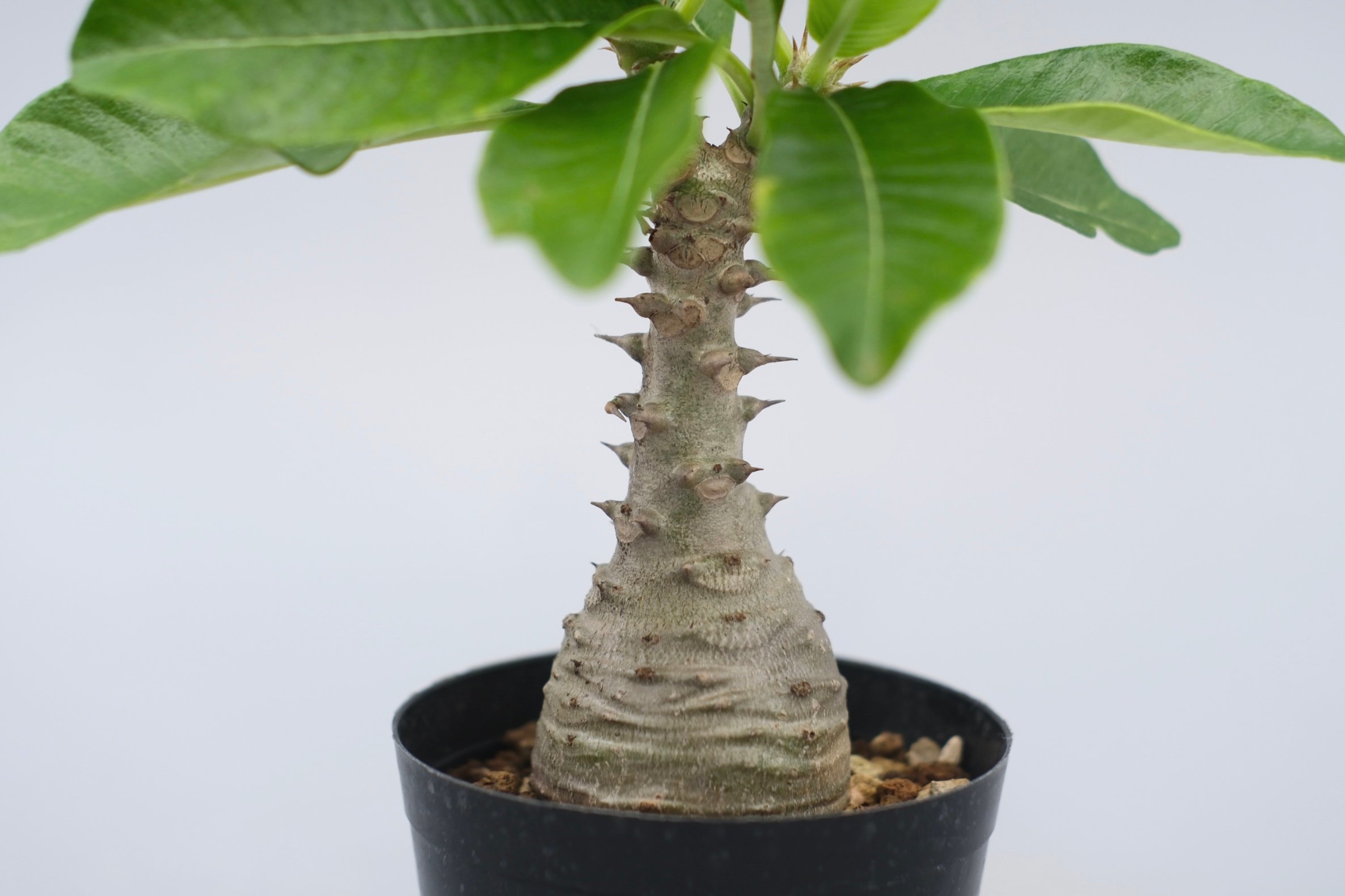 パキポディウム ウィンゾリー 実生株 076 Pachypodium windsorii |
