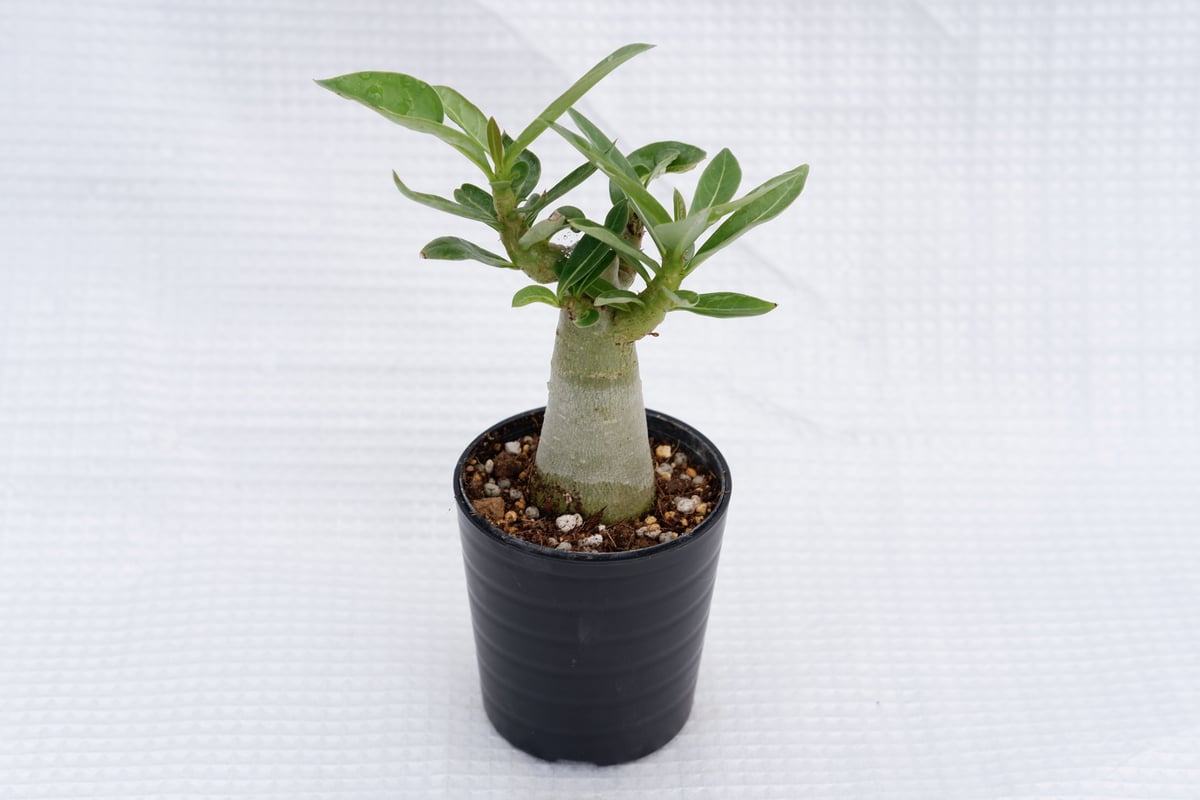 アデニウム ブラックソマレンセ 実生株 Adenium somalense var アデニウム ブラックソマレンセ 実生株 Adenium somalense var
