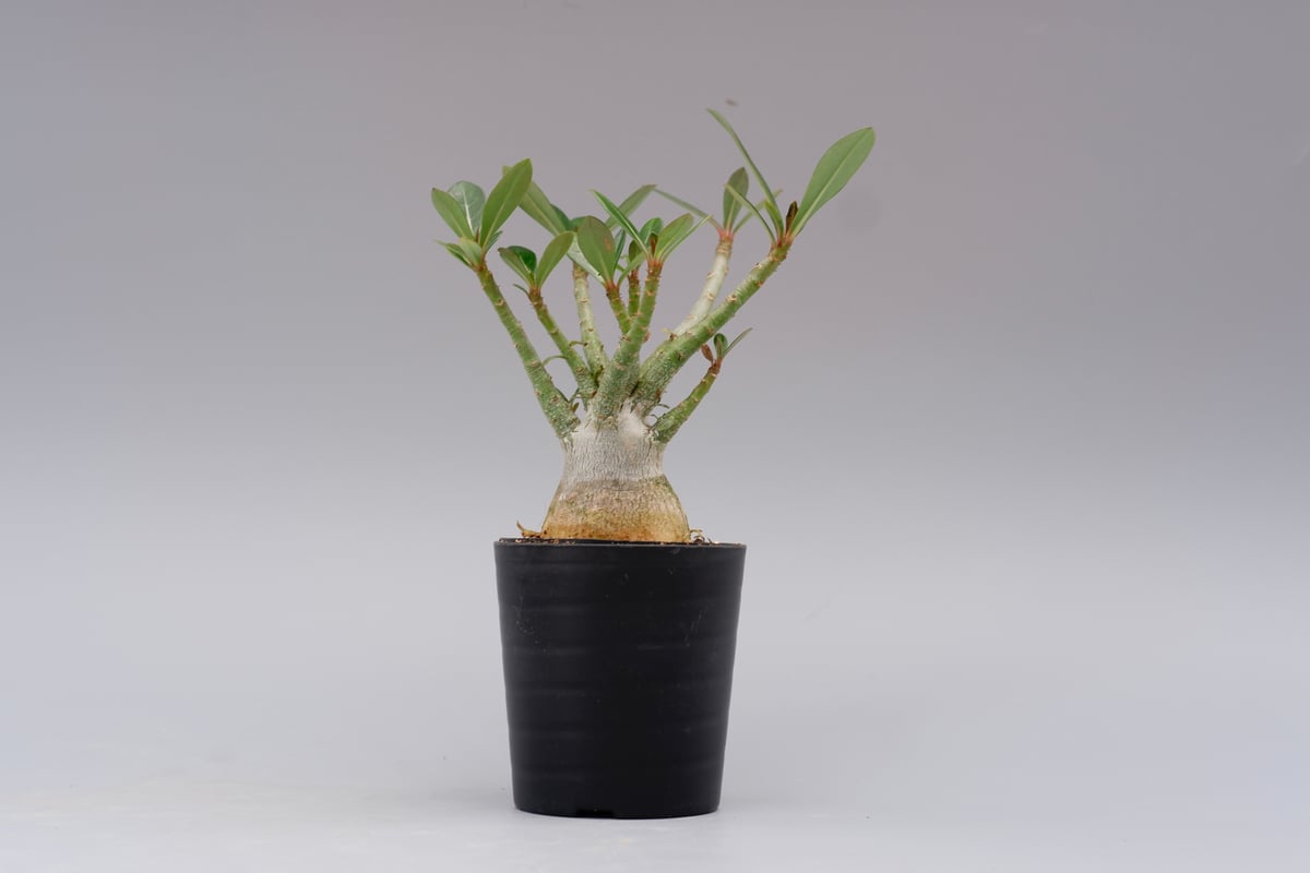 アデニウム ソマレンセ 実生株 Adenium somalense 001 | Sunny