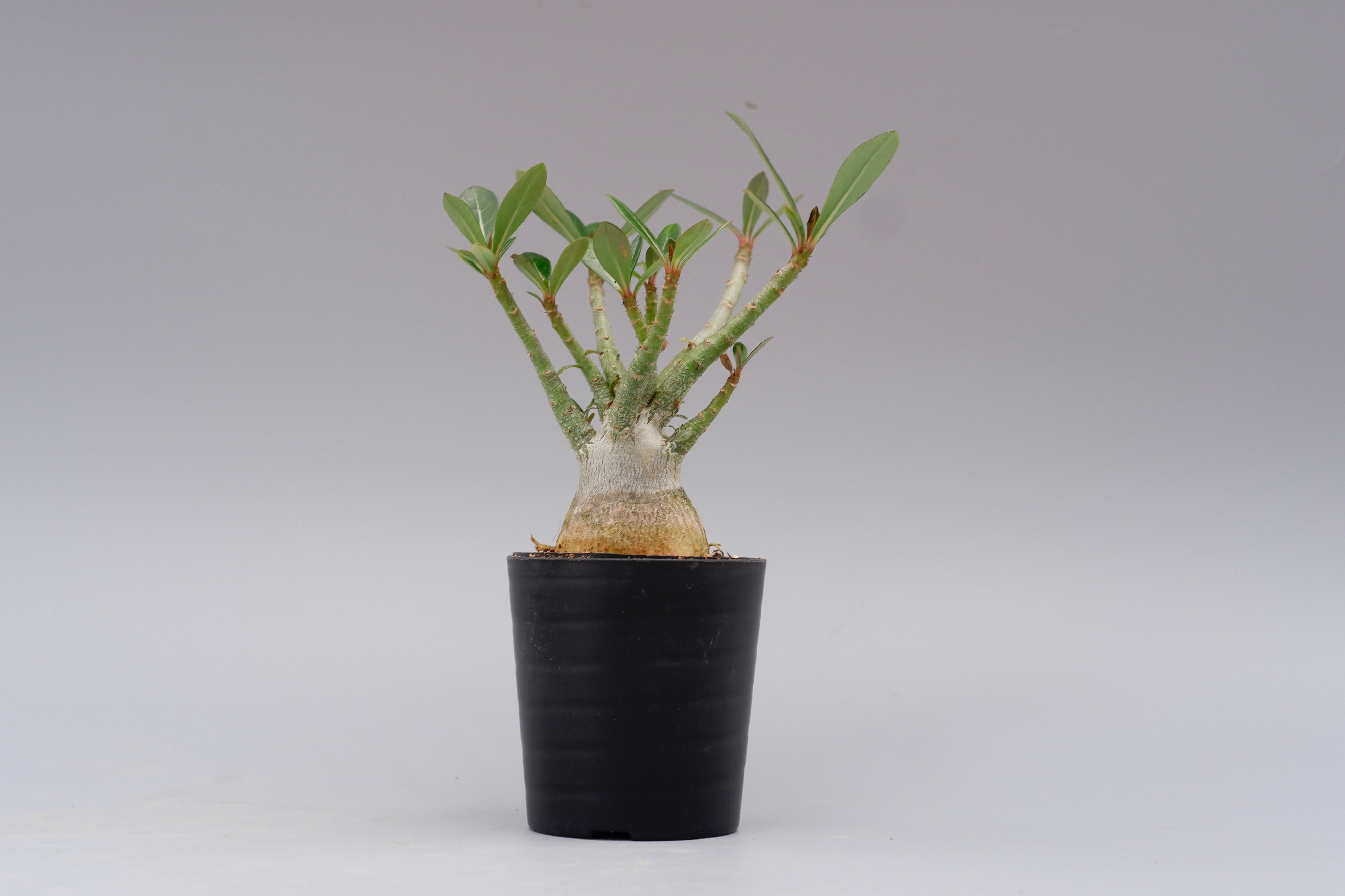 アデニウム ソマレンセ 実生株 Adenium somalense 001 | Sunny