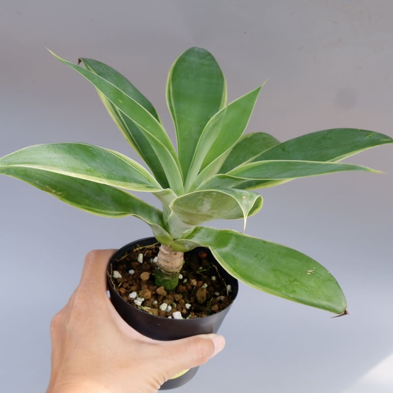【極上白斑】 アガベ　アテナータ　白斑　Agave　ユーフォルビア　サボテン アガベ アテヌアータ 白斑 (Agave attenuata White variegated
