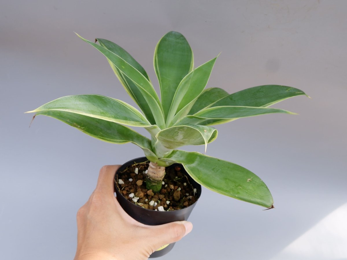 【極上白斑】 アガベ　アテナータ　白斑入り　Agave　ユーフォルビア　サボテン 極上白斑】アテナータ 覆輪縞斑 アガベ Agave 輸入株