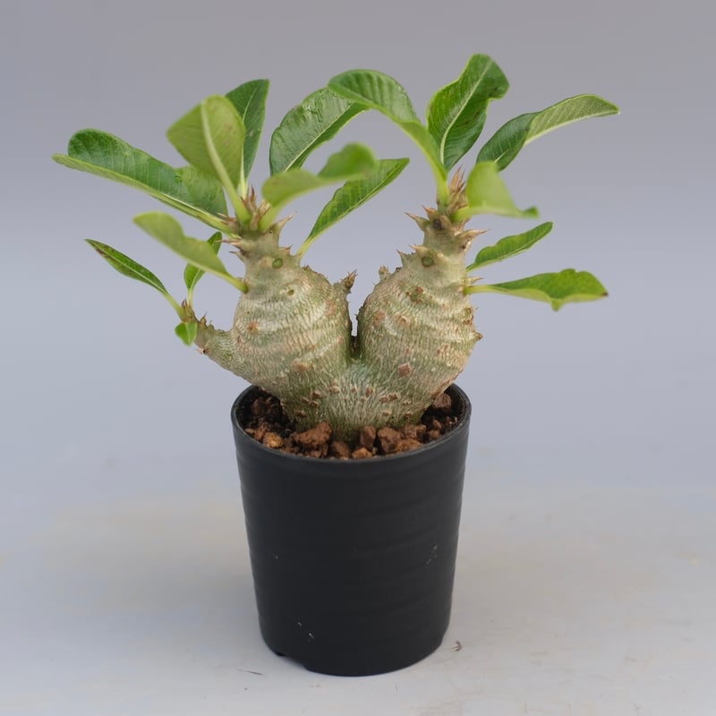 パキポディウム ウィンゾリー 実生株 090 Pachypodium windsorii |