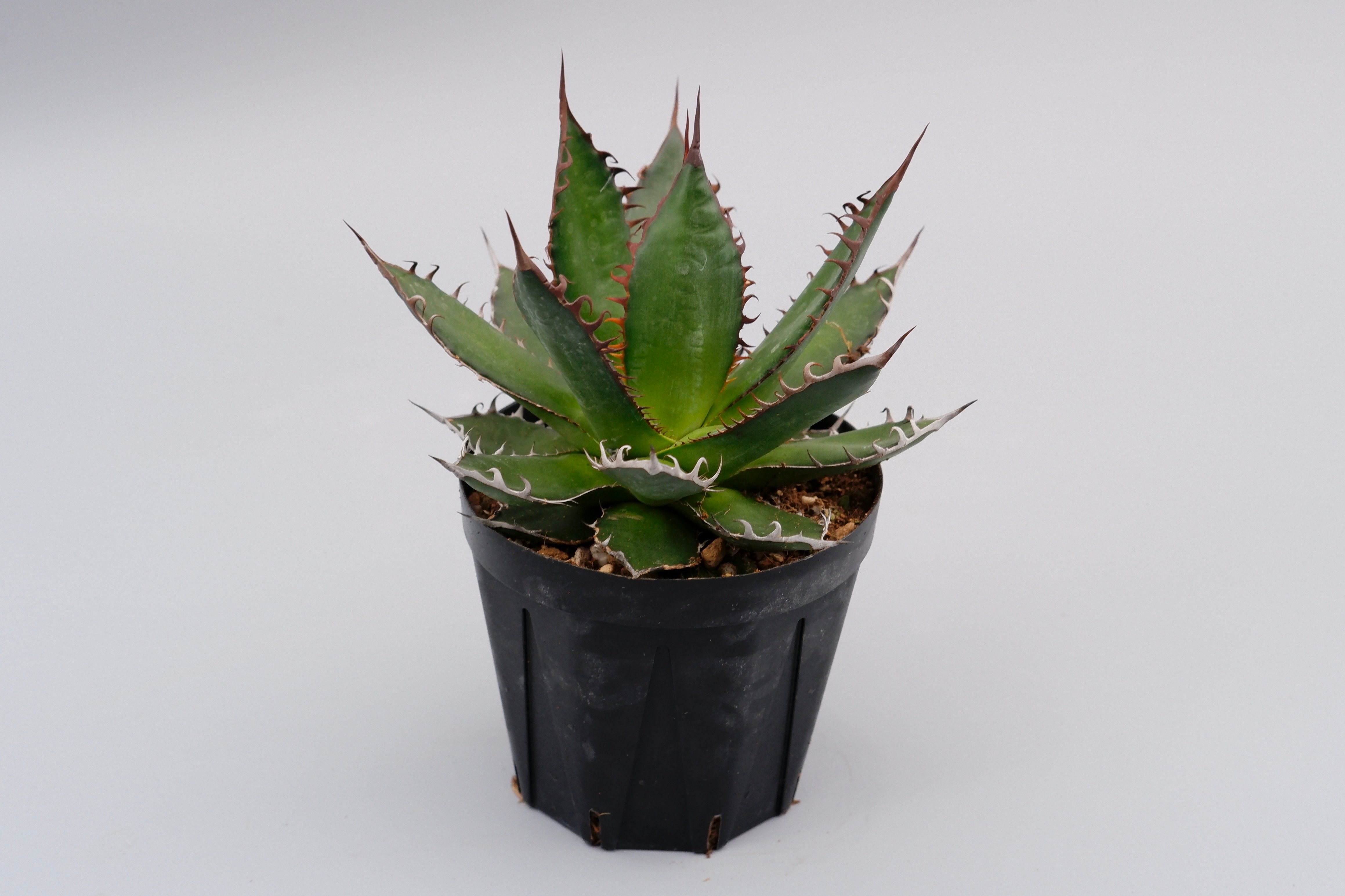 アガベ ホリダ 035 Agave horrida 強棘 | Sunny Branch