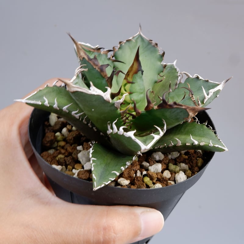アガベ チタノタ レッドキャットウィーズル Agave titanota Red Catwee
