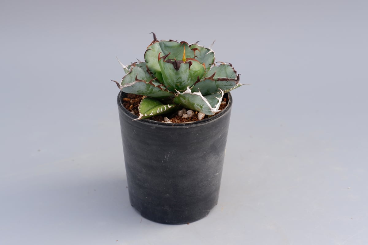 アガベ チタノタ ブラックアンドブルー Agave titanota BB 066 | Sun